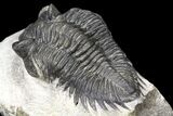 Bargain, Coltraneia Trilobite Fossil - Huge Faceted Eyes #119851-2